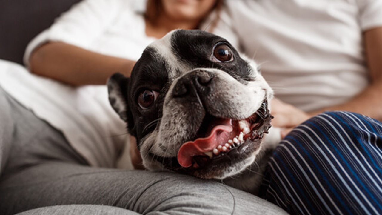 Bir garip boşanma davası! "Köpek mi ben mi?" diye sordu! Şoke eden cevabın ardından mahkemenin yolunu tuttular