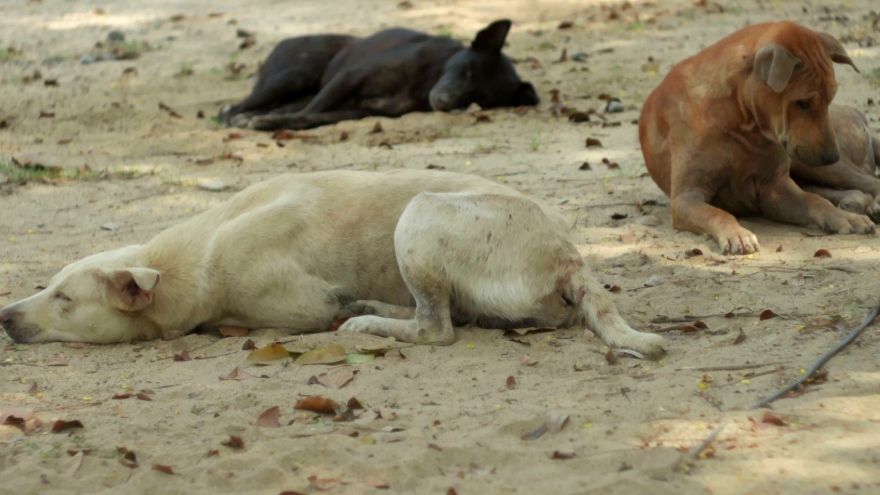 Başıboş köpek sorunu için çalışmalar tamam: İşte aşama aşama çözüm 'teklifi'