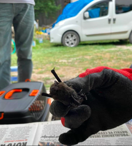 Bolu'da ısınmak için aldıkları sobanın borusundan çıkan canlı herkesi şoke etti! Hemen ekiplere haber verildi