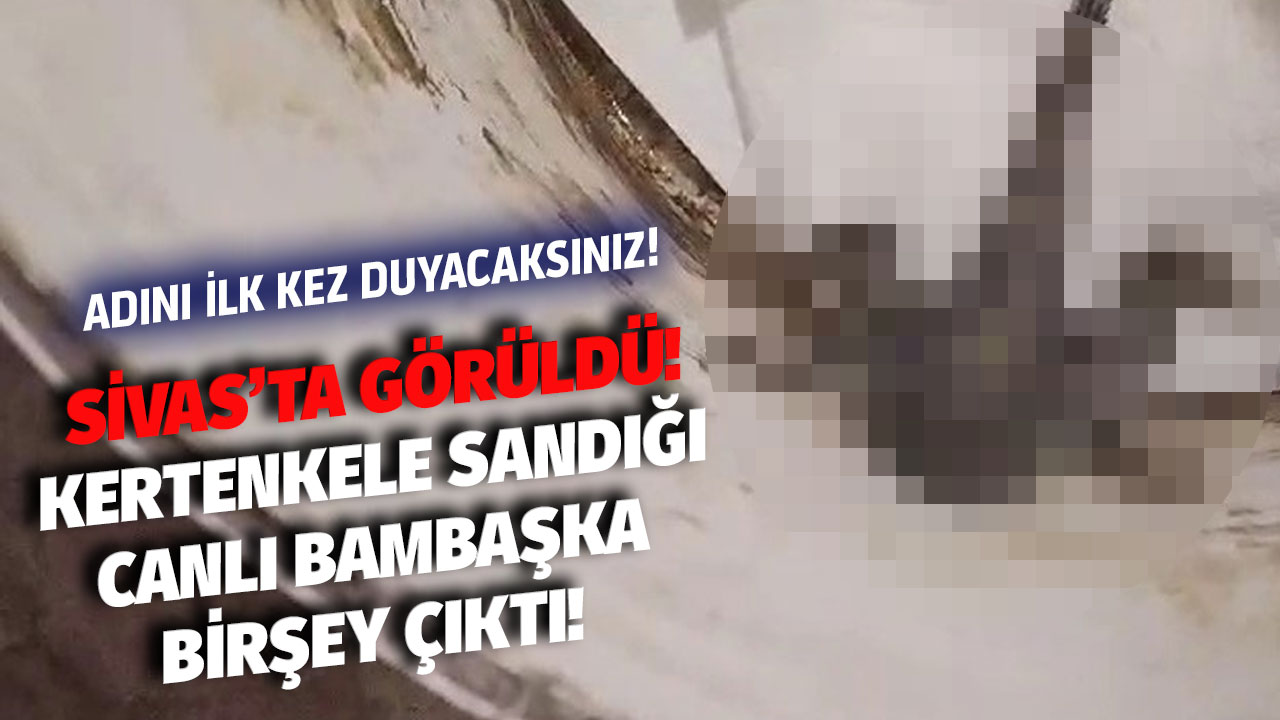 Sivas'ta görüldü! Kertenkele sandı, internetten bakınca gerçeği öğrendi! Adını siz de ilk kez duyacaksınız