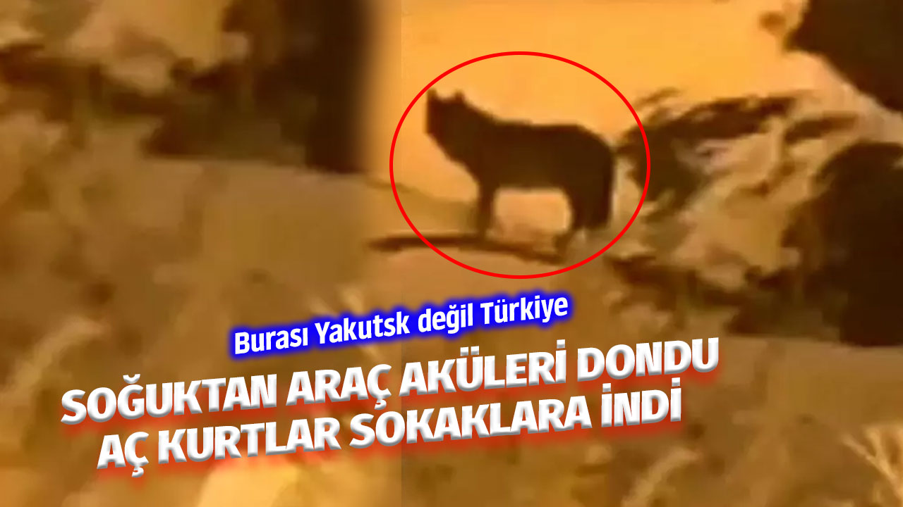 Soğuktan araç aküleri dondu, kurtlar sokaklarda dolaşmaya başladı! Burası Yakutsk değil Türkiye