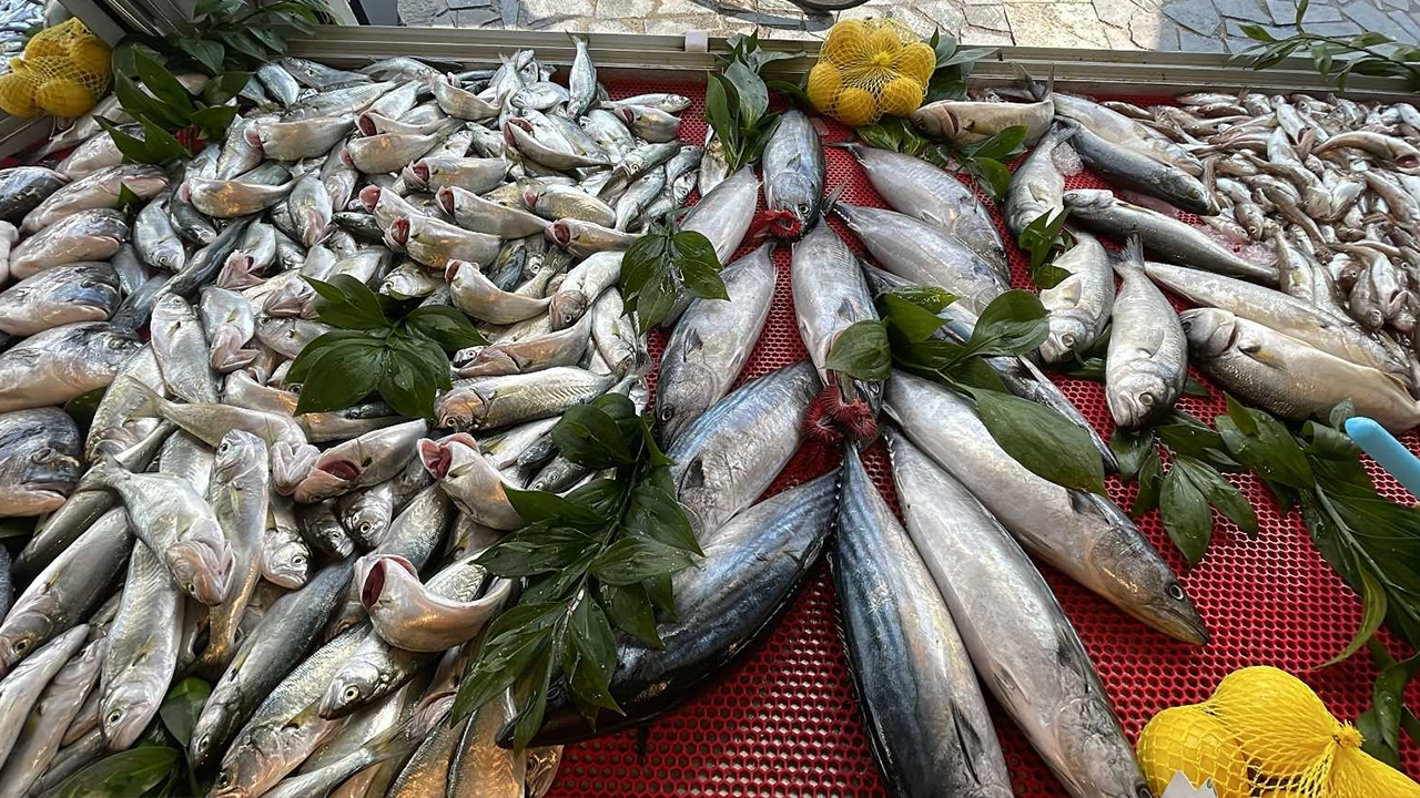 Karadeniz ile ilgili acı gerçek açıklandı! Hamsi, palamut, lüfer, tekir... Mumla arayacağız!