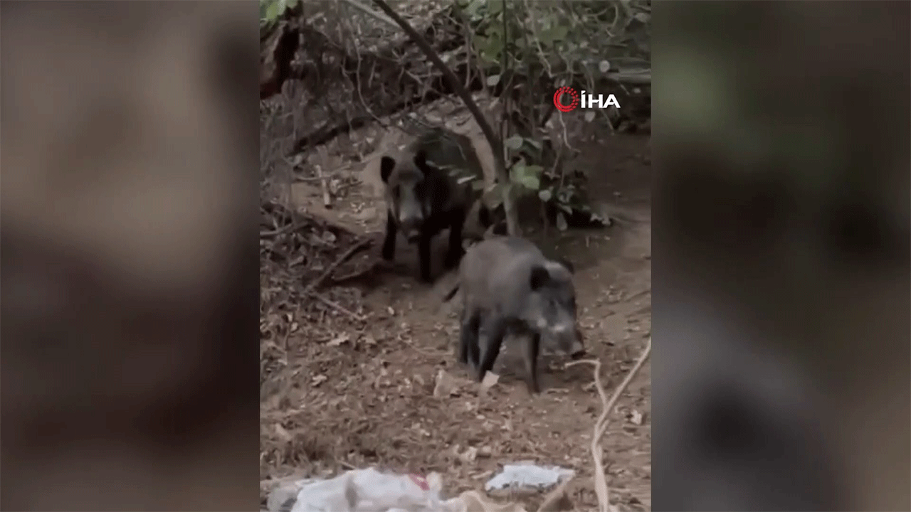 Domuzu "pisi pisi" diyerek çağırdı