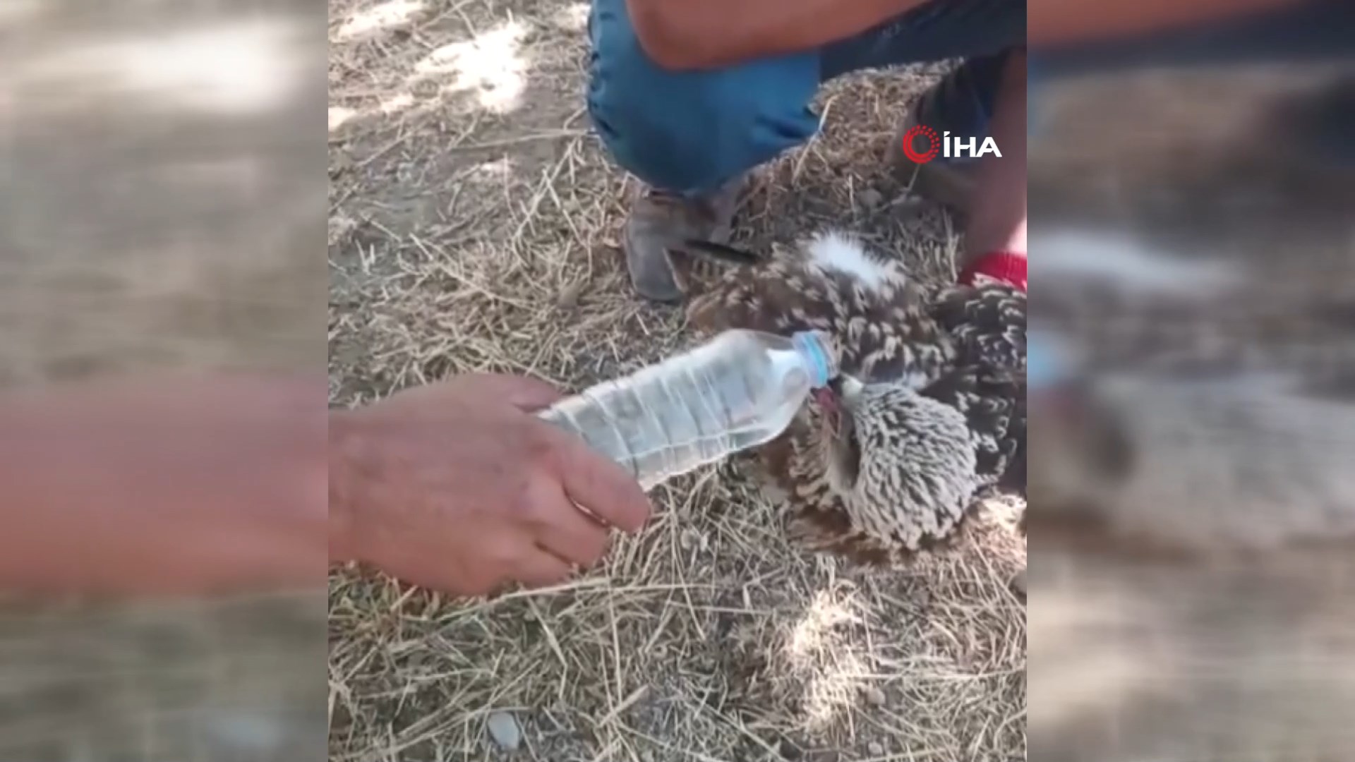 Göç sırasında yorgun düşen kara çaylağın son halleri!