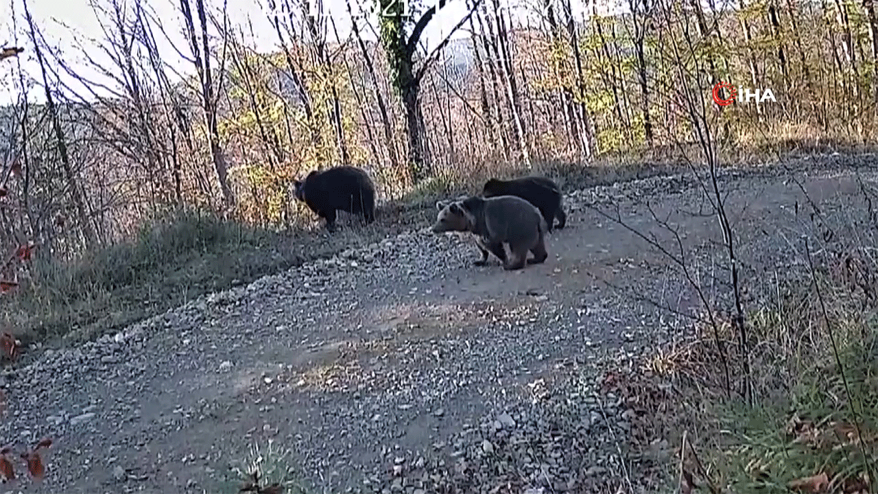 Ayılar zeytin ağaçlarına dadandı!