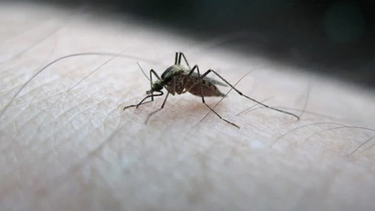 Uzmanı uyardı: Sivrisineklerden bulaşan hastalıklar ölümcül risk taşıyor!