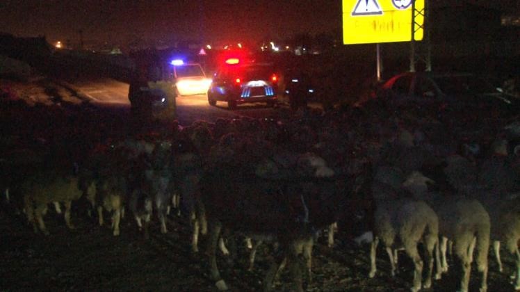 Edirne'de fıkra gibi olay: Çobanın kaybolduklarından bile haberi yoktu! koyun sürüsü, eşeğini ve köpeğini polis buldu...