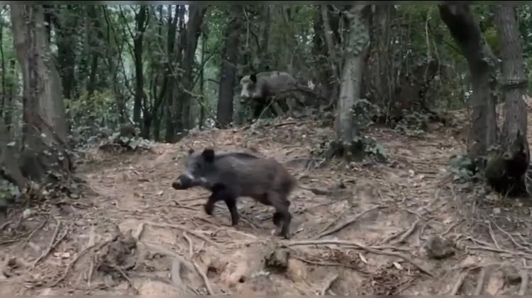 İstanbul'u domuzlar bastı! Sürücünün domuzu "pisi pisi" diye çağırması görenleri kahkahaya boğdu