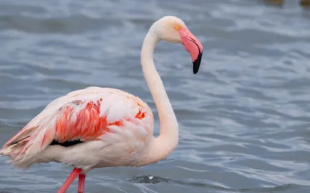 İzmit Körfezi'nde flamingo popülasyonu arttı