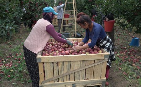 Yeşilhisar elması 30'dan fazla ülkeye ihraç ediliyor