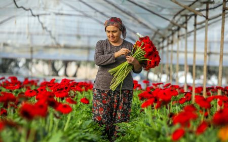 Süs bitkileri ihracatının yüzde 45,6'sı Antalya'dan