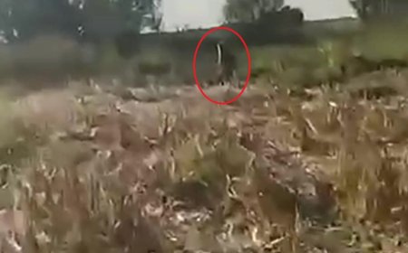 IĞDIR Mısır tarlasına zarar veren ayıyı kovaladı