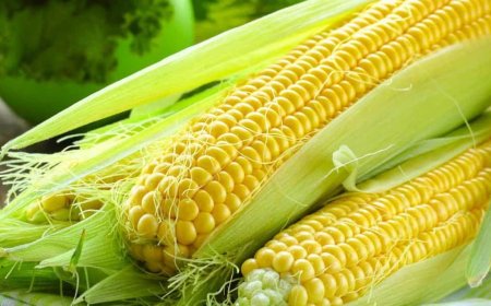 Mısır ithalatında gümrük vergisi yeniden belirlendi
