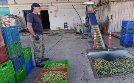 Foça'da erken hasat zeytin sıkımı başladı