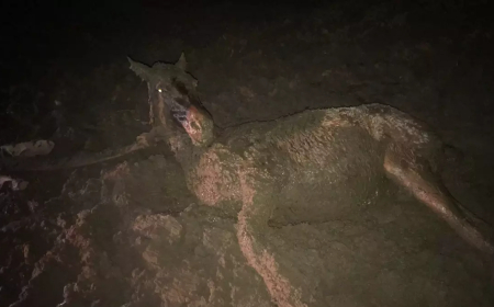 KAYSERİ Bataklığa saplanan yılkı atı, 4 saatte kurtarıldı